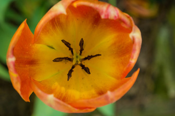 red and yellow tulip
