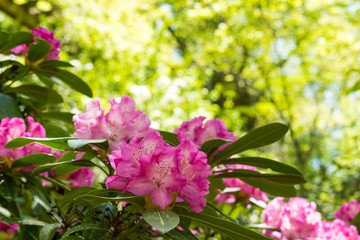 pink flowers in the garden