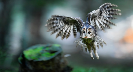 Tawny owl or brown owl id deep forest (Strix aluco). Fly action photo. Defocus background.