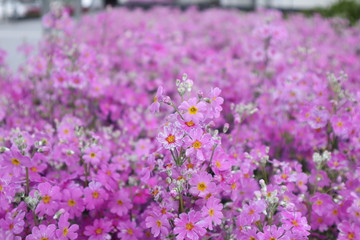 Flowers in the garden