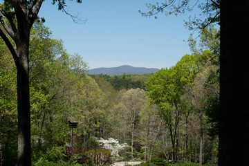 trees in the mountains