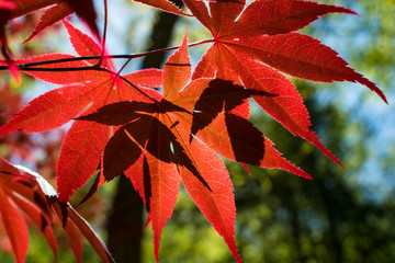 red maple leaves