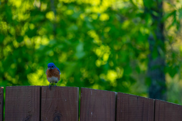 Blue bird on a fence