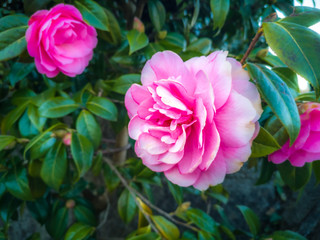Camelia Plant flowing in spring