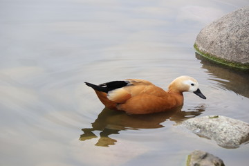 beautiful duck floating on the a lake surface in Chengdu