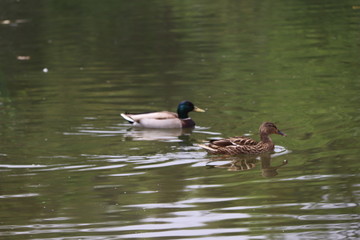 beautiful duck floating on the a lake surface in Chengdu