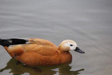 beautiful duck floating on the a lake surface in Chengdu