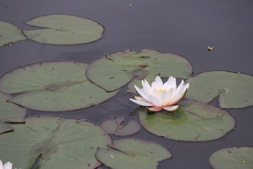 water lily among green leaves in the pond