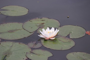 water lily among green leaves in the pond