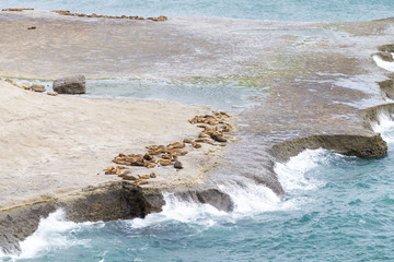 Elephant seals on Caleta Valdes beach, Patagonia, Argentina