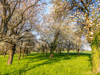Streuobstwiese im Frühjahr