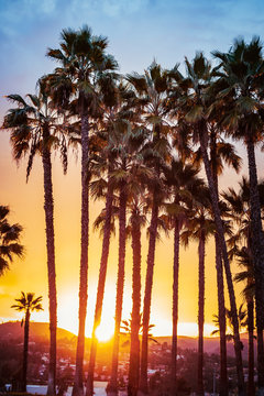 Palm trees at sunset. Vertical image.
