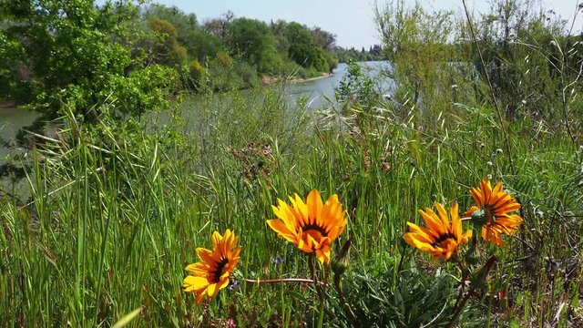 African daises on a levee in Sacramento moving in the strong wind