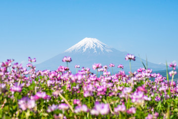 Flower field of pink Cosmos flowers in front of Mount Fuji, Yamanashi Prefecture, Japan