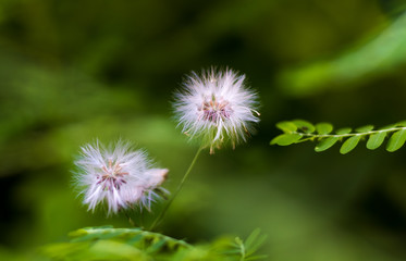 flower of a dandelion