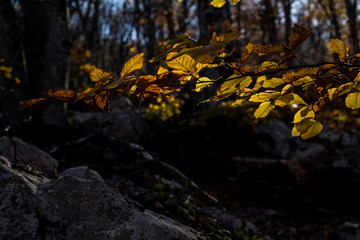 Obraz na płótnie Canvas The autumn leaf. The autumn in Crimea. 
