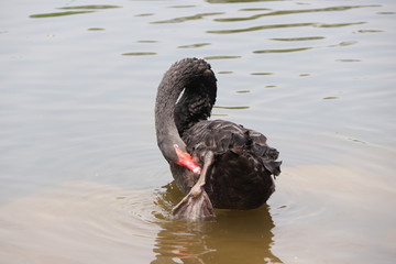 Naklejka premium beautiful black Swan floating on the a lake surface in Chengdu