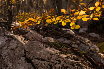 
The autumn leaf. The autumn in Crimea.
