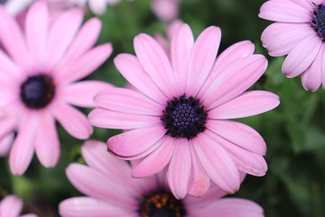 Obraz premium Close up view of beautiful purple flower in blossom with blurred background