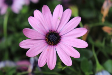 Obraz premium Close up view of beautiful purple flower in blossom with blurred background