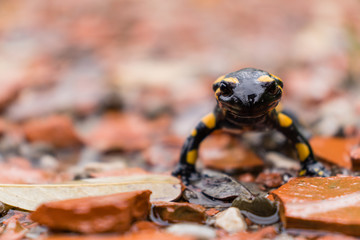 Fire salamander in the rain looking at the camera in his  rocky habitat near water. 