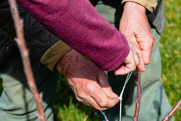 Old man binding fruit cherry branches to the ground and pruning them, while teaching his son how to...