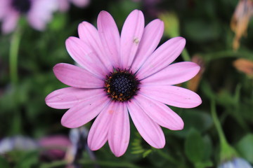 Fototapeta premium Close up view of beautiful purple flower in blossom with blurred background