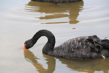 beautiful black Swan floating on the a lake surface in Chengdu