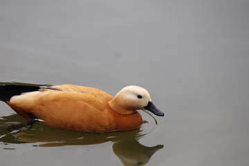 Birds and animals in wildlife, duck swims in lake. Closeup perspective of funny duck