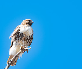 Hawk perched on high tree