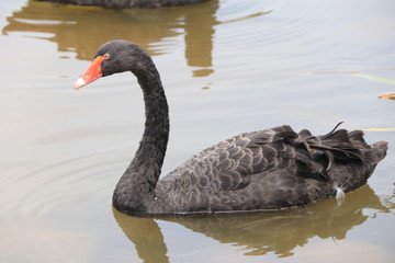 beautiful black Swan floating on the a lake surfacein Chengdu
