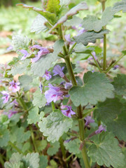 Obraz premium delicate spring light purple ground-ivy flowers on a blurry green background.