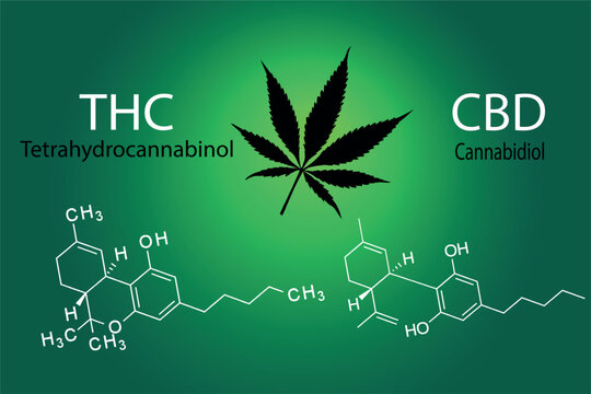THC vs CBD with chemical formula, name of the substance and cannabis leaf in the center. 