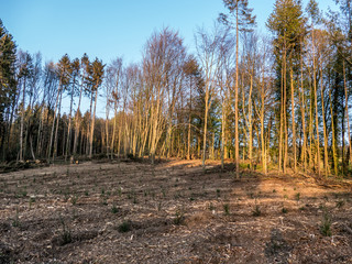 Wiederaufforsten und neuanpflanzen im Mischwald