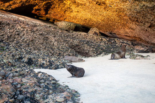 New Zealand fur seals in natural habbitat, SOuth Isalnd, New Zealand