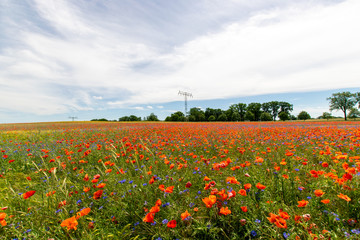 some cornflowers and poppyflowers 