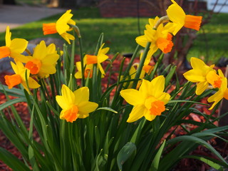 Group of Yellow Daffodils with Orange Centers