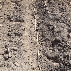 This crop is being prepared sugarcane