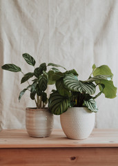 Two different Calathea plants in a friendly home environment