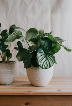 Lush Green Potted Plant In A Friendly Home Environment