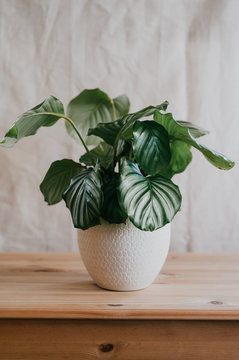 Lush green potted calathea orbifolia plant in a friendly home environment