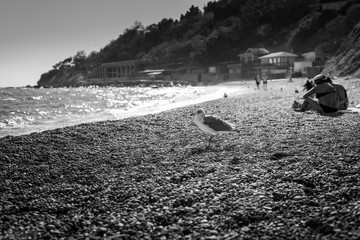 Seagull in sea. The Black sea on Crimea.