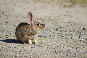 Desert Cottontail Rabbit (CA 07116)