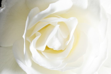 日本の白いばら