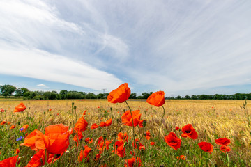 some cornflowers and poppyflowers 