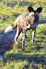 Painted Dog