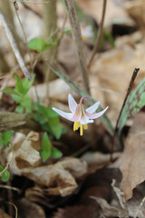 White trout lily with mottled leaves at Linne Woods in Morton Grove, Illinois