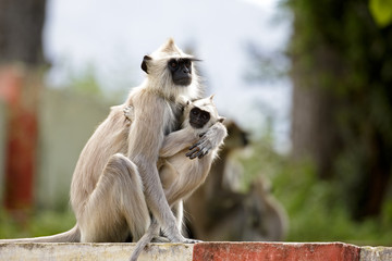 Gray Langur (Mother and Baby), Chinnar Wildlife Sanctuary, Kerala, India.