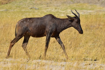 Tsessebe Antelope