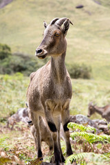 Nilgiri Tahr at Rajamalai hills in Eravikulam National Park near Munnar, Kerala, India